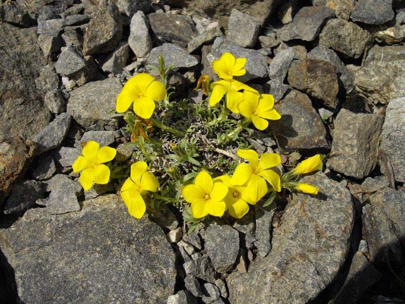 Linum cariense en fleurs sur des pentes caillouteuses en Anatolie